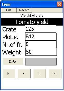 tomato